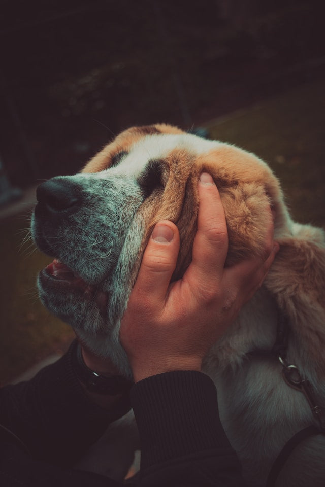 Pamper Your Pets with the Best Supplies for Comfort and Fun