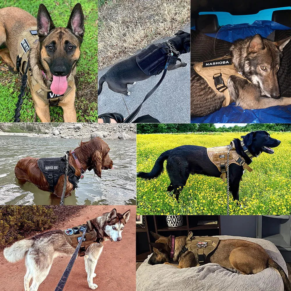 Tactical Dog Harness Set for Training and Adventures